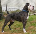 /album/galeria-de-fotos/alapaha-blue-blood-bulldog-jpg/